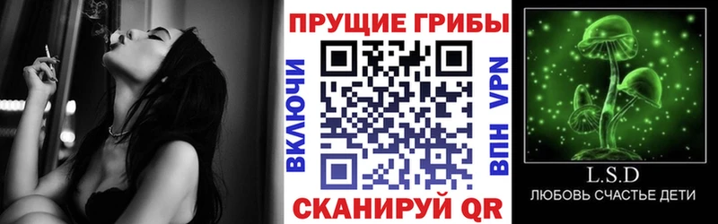 Купить где  Меленки  Псилоцибиновые грибы Psilocybe 